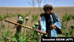 په افغانستان کې د طالبانو له لوري د کوکنارو د له منځه وړلو یو انځور