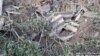 Image result for ніжин