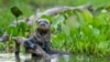 Otter uriaș. Cel mai mare declin s-a înregistrat la populațiile de viețuitoare de apă dulce, anume 83% din 1970, spune raportul WWF.