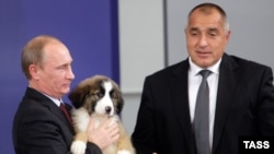 На 13 ноември 2010 г. Бойко Борисов подари на Владимир Путин кученце