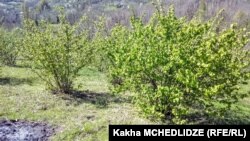 თხილის პლანტაცია