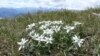 Floarea alpină Edelweiss