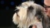 Jilly, un Basset Griffon Vendeen, cîștigător în 2013 la Crufts Dog Show la Birmingham