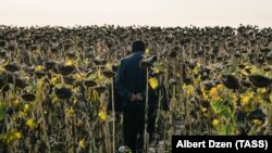 Мигрант из Узбекистана на поле с подсолнечником в Самарской области России