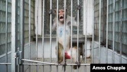 Знаменитый Сухумский обезьяний питомник остается сегодня одной из визитных карточек туристической Абхазии, а в институте, который работает в тесном сотрудничестве с российскими научными учреждениями, продолжаются медицинские исследования