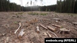 Высечка лесу на месцы будаўніцтва кітайскага індустрыяльнага парку ў Смалявіцкім раёне