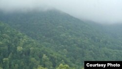 Armenia -- Teghut forest in Lori province.