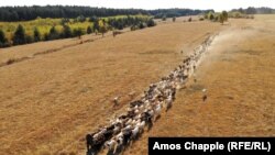 Неизвестен козар със стадото си някъде из България. Еймос Чапъл